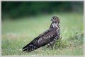 Saint Piat _21-05-2018-07-55-44_0166